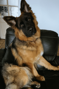 Duitse Herder op Lederen Bank