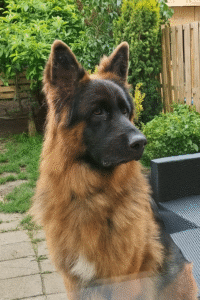 Duitse herder in de tuin